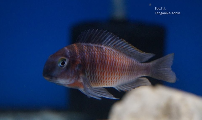 Tropheus Red Belly